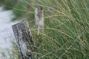 beach, nature, baltic Sea, sea, grass, wood, sand, summer, edge, limitation, bar