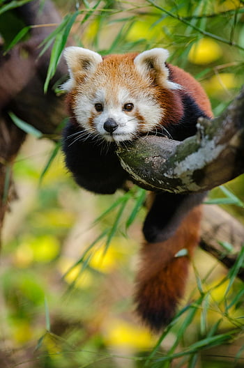 red panda, tree branch, lush green foliage, adorable, wildlife, nature, forest, cute animal, panda, outdoors, animal photography