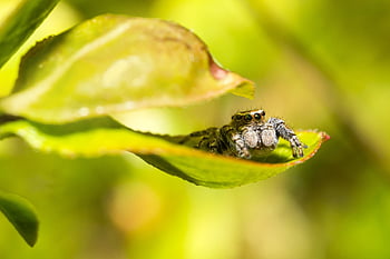 ジャンピングクモ、 ハーブ、 葉マクロ、 肖像画、 昆虫、 エストニア、 夏、 寄生虫、 バグ、 野生動物、 屋外の