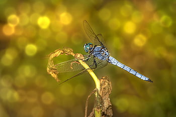 vážka, hmyz, rostlina, orthetrum brunneum, jižní skimmer, zvíře, malý, Příroda, detailní, bokeh, detail