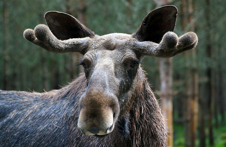 alces, elk, Los, alg, dalsland, les, parohy, volně žijících živočichů, Příroda, zvíře
