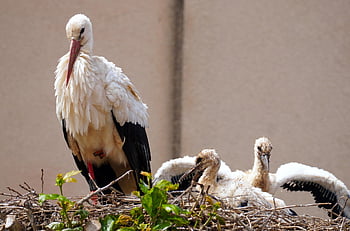 cicogne, natura, cicogne bianche, nido, Cicogne a sonagli, uccelli, mondo animale, nido di uccello, piume, aves, aviaria
