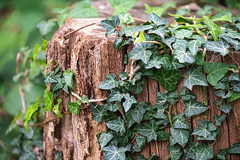ivy, tree Stump, forest, garden, plant, green, nature, rank Plant, leaves