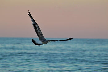 gull, bird, flying, seagull, seabird, animal, wildlife, wings, plumage, flight, sea