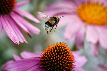 čmelák, létající hmyz, hmyz, pyl, opylit, fauna, flóra, hymenoptera, echinacea, Pozadí, Tapeta čmeláka