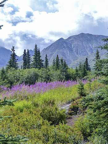 denali, národní park, Aljaška, usa, krajina, hora, tundra, Příroda, divočina, scénický, venku