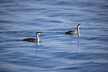 burung-burung, renang, air, danau, binatang, mengamati burung, alam, di luar rumah, margasatwa, bersama, penangkapan ikan