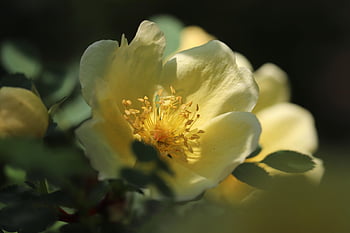 růže, zlatožlutá růže, rosa xanthina, květ, okvětní lístky, růžový keř, tyčinek, dopad světla, růže květ, růže květina, žlutá