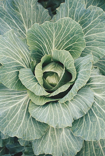 mature cabbage, vibrant cabbage, green cabbage, summer garden, lush leaves, close-up cabbage, cabbage plant, garden cabbage, fresh cabbage, cabbage leaves, vegetable garden