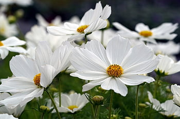 cosmos, flowers, beautiful Flowers, plants, garden Cosmos, white Flowers, petals, flower Background, bloom, blossoms, flora