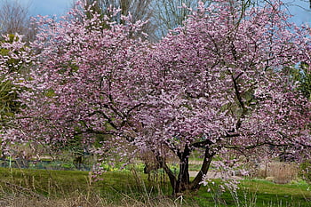 prunus, almond Tree, almond Blossom, blossom, prunus Pers, nature, pink Flowers, spring, tree, season