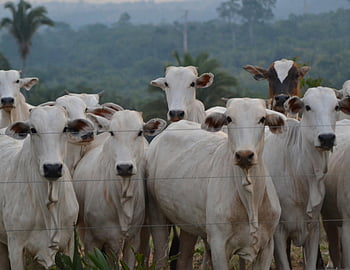 cows, pasture, Nelore cattle, fence, ranch, forested backdrop, group of cows, white cows, rural scene, farm animals, cattle farming