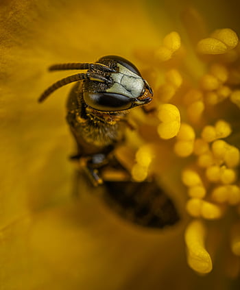 bee collecting pollen, close-up bee, vibrant yellow flower, natural daylight, bee gathering pollen, macro photography, insect on flower, bee on yellow flower, bee pollination, nature photography, bee close-up