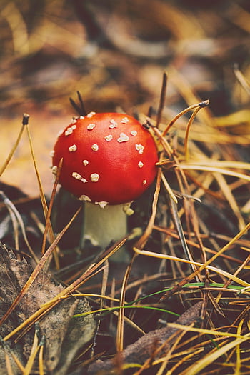 mushroom, fly Agaric, fungus, fly Amanita, red Mushroom, forest Floor, forest, nature, autumn, fall, macro