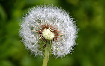 bloem, paardebloem, zaden, gewone paardebloem, macro, detailopname, puntige bloem, de lente, vliegende zaden, bloesem, bloeien