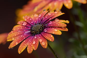 Blume, Tropfen, nass, Makro, Frühling, Blütenblätter, blühen, wild, Natur, Umgebung, Farbe