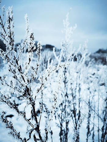 la neve, alberi, rami, alberi spogli, nevoso, gelido, brina, Winterscape, inverno, freddo, ghiaccio