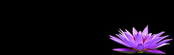 water Lily, flower, petals, isolated, black Background, nuphar Lutea, aquatic Plant, nature, blossom, bloom, plant