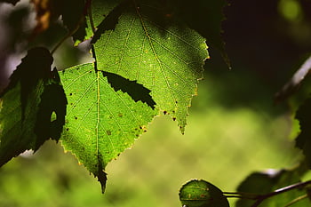 leaves, birch, tree, foliage, nature