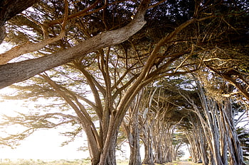 cypress, trees, road, neighborhood, street, nature, outdoors, summer, daylight, sunny