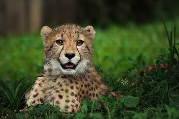 cheetah, feline, spots, wildlife, wildcat, africa