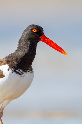 bird close beach, beak, birdwatching, coastal, eye, feather, nature, oystercatcher, sea, shore, shore bird