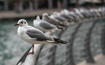 flock of birds, seagulls, waterfront, urban setting, railing, group of seagulls, perched birds, waterfront birds, urban birds, seagulls on railing, waterfront railing