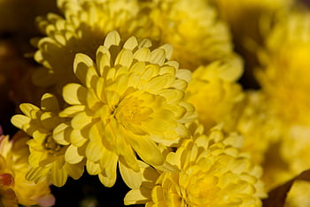 Gule blomster baggrund, baggrund, skønhed, blomstrende, blomster, lyse, tæt på, farve, delikat, frisk, mor