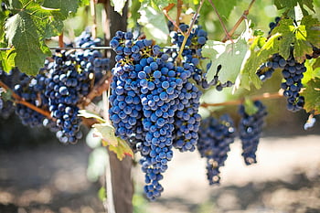 uva, uva viola, uva fresca, vigneto illuminato dal sole, vinificazione, avvicinamento, vigneto, cluster d'uva, viti, foglie di vite, vendemmia