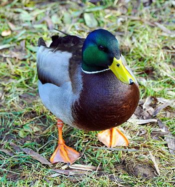 duck, mallard, bird, male, nature, waterfowl, water Bird, aquatic Bird, animal, feathers, plumage