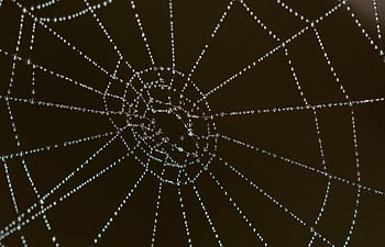 spider web, dew droplets, close-up photography, intricate patterning, selective focus, nature photography, web details, morning dew, spider silk, web structure, macro photography