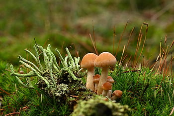 houby, houba, mykologie, les, zimní, Příroda