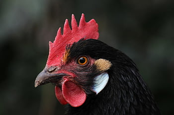 gallina, pollo, natura, uccello, animale, pollame, azienda agricola, agricoltura, bestiame, capo, occhi