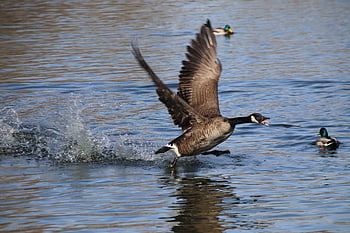 χήνα καναδάς, χήνα, λιμνούλα, branta canadensis, αγριόπαπια, πάπιες, πουλιά, νησίδες, υδρόβια πτηνά, υδρόβια πουλιά, των ζώων