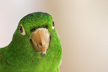 pappagallo verde, parrocchetto verde tropicale, avvicinamento, piume, becco, dettagliato, uccello, natura, piume verdi, becco del pappagallo