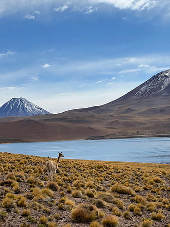 Vicuna, lake, mountains, San Pedro de Atacama, Chile, grazing, wildlife, natural landscape, Andes, desert, alpine lake