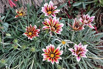 gazánie rigens, ovčí oko, Gazania, bylina, květ, Příroda, listy, kvetoucí, jaro, flóra, Krásná