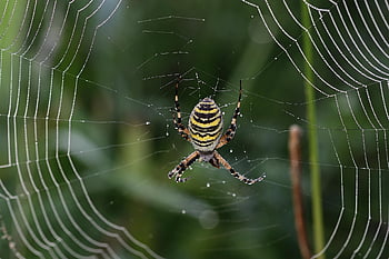 zebraspinne, laba-laba tawon, serangga, jaring laba-laba, titik embun, padang rumput, alam