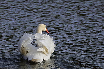 swan, mute Swan, sunset, park, spring, nature