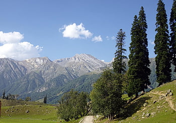 mountains, himalayas, scenery, conifers, deodar, cedar, sonamarg, kashmir, india, landscape