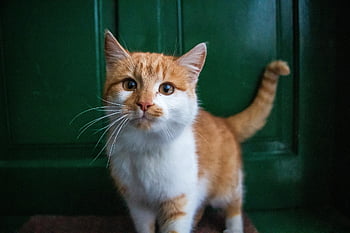 gatto, natura, porta d'ingresso, animale domestico, felino, animale, mammifero, pelliccia, soffice, barba, avvicinamento