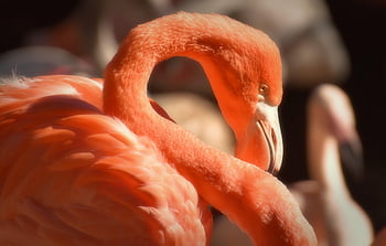 นกกระเรียน, นก, หลายสี, มีสีสัน, ขน, ธรรมชาติ, ภาคภูมิใจ, Tierpark Hellabrunn