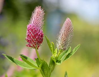 trifoglio rosso, trifoglio, trifolium rubens, trifoglio foxtail, infiorescenza, Fiore di trifoglio, trifoglio viola, fiori, fiori rosa, carta da parati floreale, sfondo di fiori