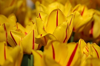 tulips, yellow, full Hd Wallpaper, flowers, Wallpaper 1920x1080, windows Wallpaper, free Background, Wallpaper, petals, cool Backgrounds, yellow Tulips
