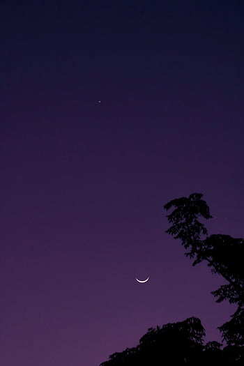 crescent moon, night sky, tree silhouette, Tampa Florida, stars, evening, natural scenery, outdoor, celestial, dark sky, moonlight