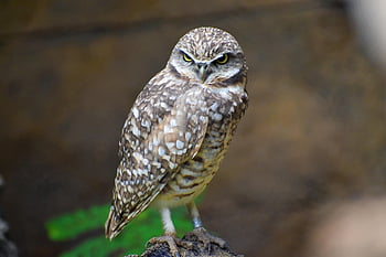búho, posado, animal, pájaro, fauna silvestre, nocturno, plumas, salvaje, plumaje, Cra, aviar