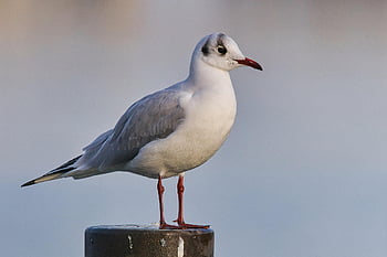 černohlavý racek, pták, pošta, racek, chroicocephalus ridibundus, larus ridibundus, Larinae, vodní pták, zvíře, posazený, peří