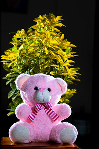 Bamse, dukke, Plushy, tøjdyr, bære, lyserød, plante, bamse med træ, bamse lyserød, bamse i sort
