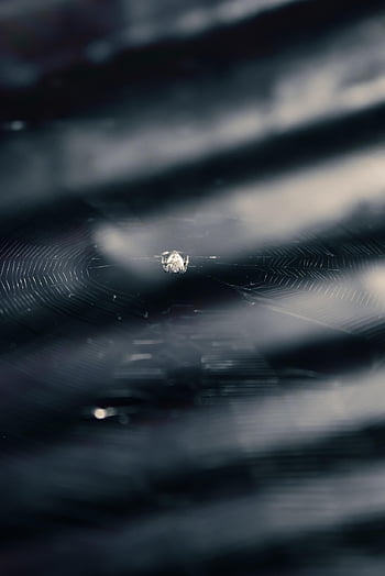 spider, arachnid, spider Web, cobweb, web, orb, weaver, insect, bug, arachnophobia, nature