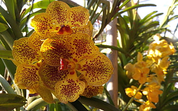 orchid, yellow, tropical, tropics, orchids, flower, blossom, bloom, nature, petal, plant